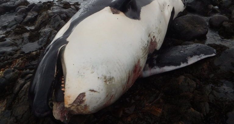Deceased Whale