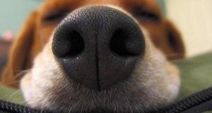 Dog Smell Og
