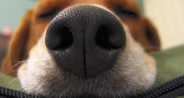 Dog Smell Og