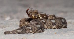 Extinct Snake Rediscovered Og
