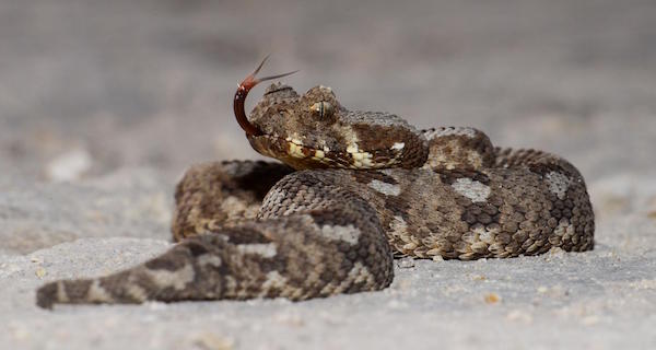 Extinct Snake Rediscovered Og
