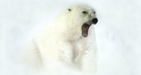 Polar Bear Jaws Snow