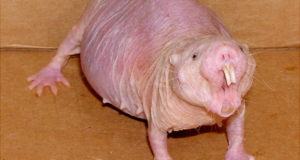 Rat Teeth