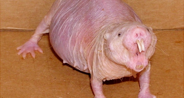 Rat Teeth