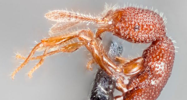 T Rex Ant Og Rotate