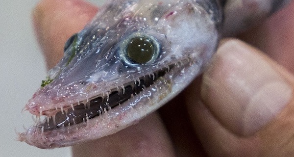 Baby Lizard Fish Og