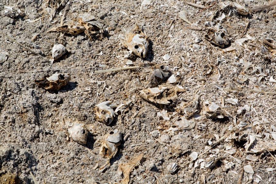 Fish Bones