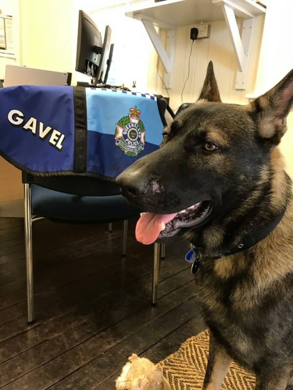 Gavel The Dog