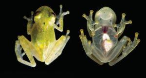 Glass Frog Heart Og