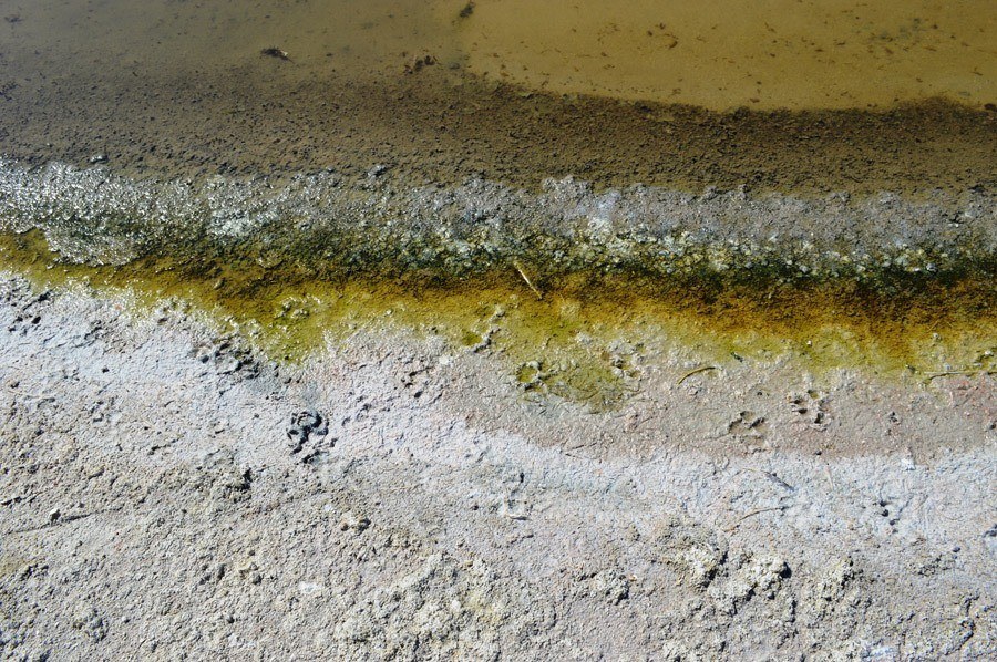 Shore Salton Sea Yellow