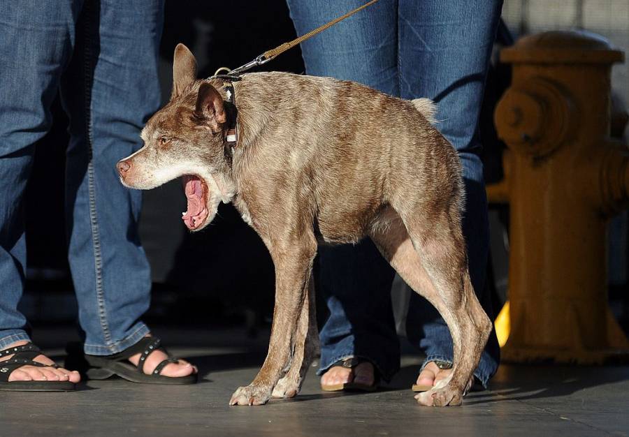 Ugliest Dog Peanut