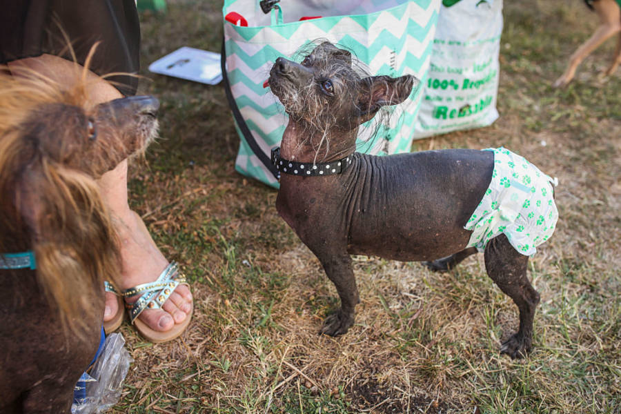 Ugly Dog Diapers