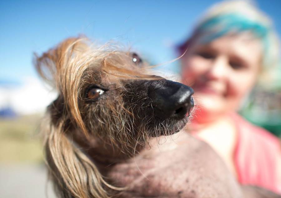 Ugly Dog Donald Trump
