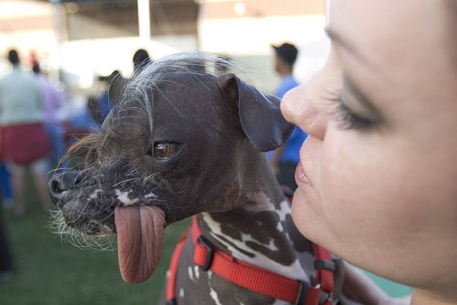 Ugly Ugly Dog