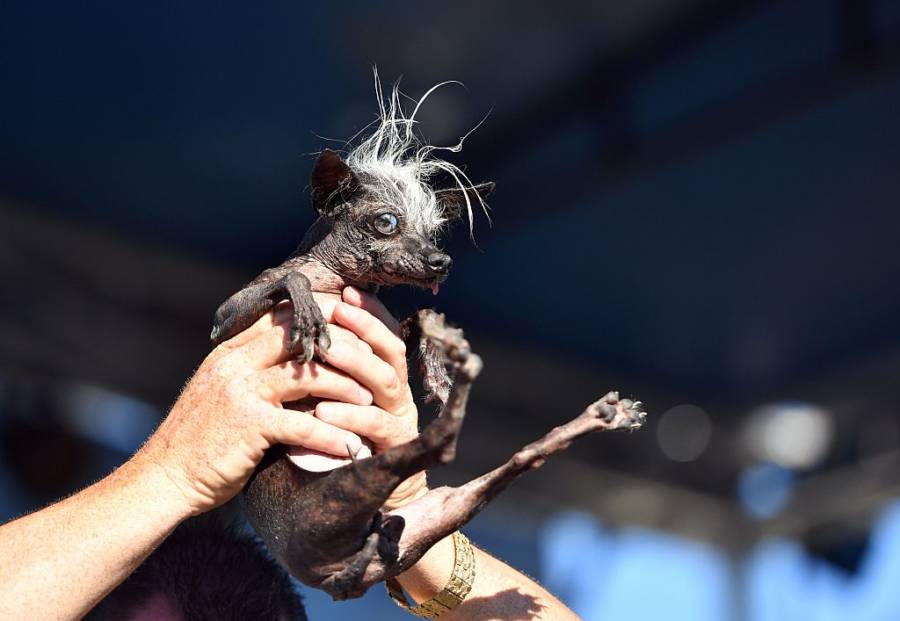 Worlds Ugliest Dog