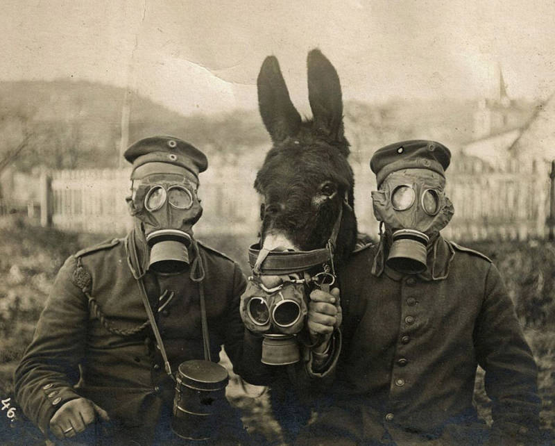 Gasmask Donkey