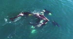 Orcas