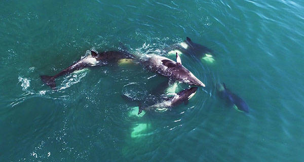 Orcas