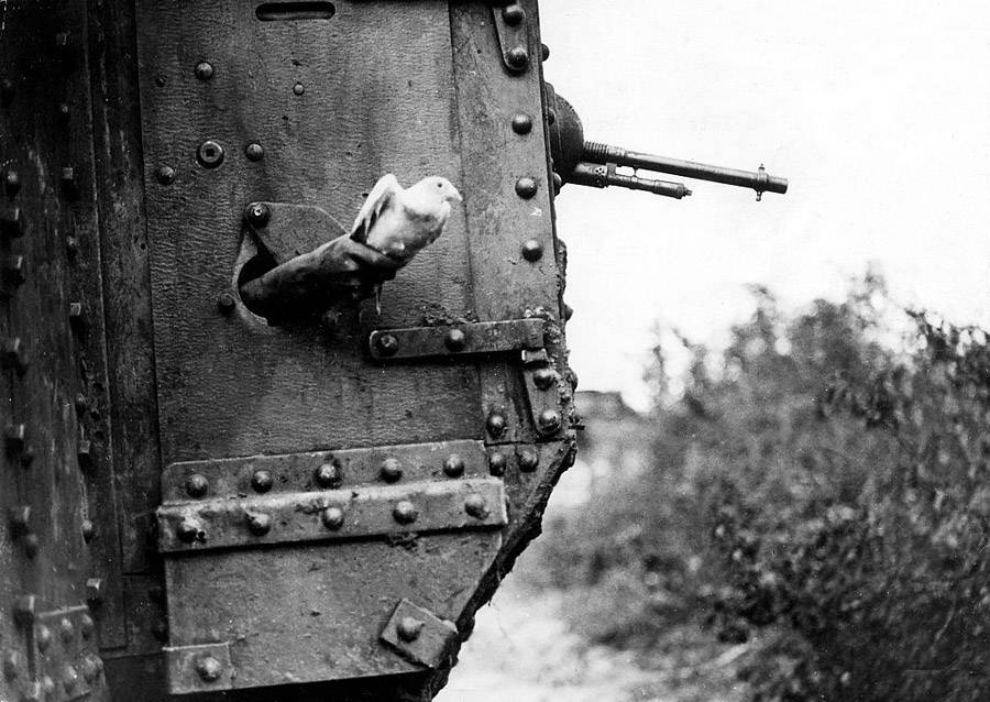 Tank Pigeon