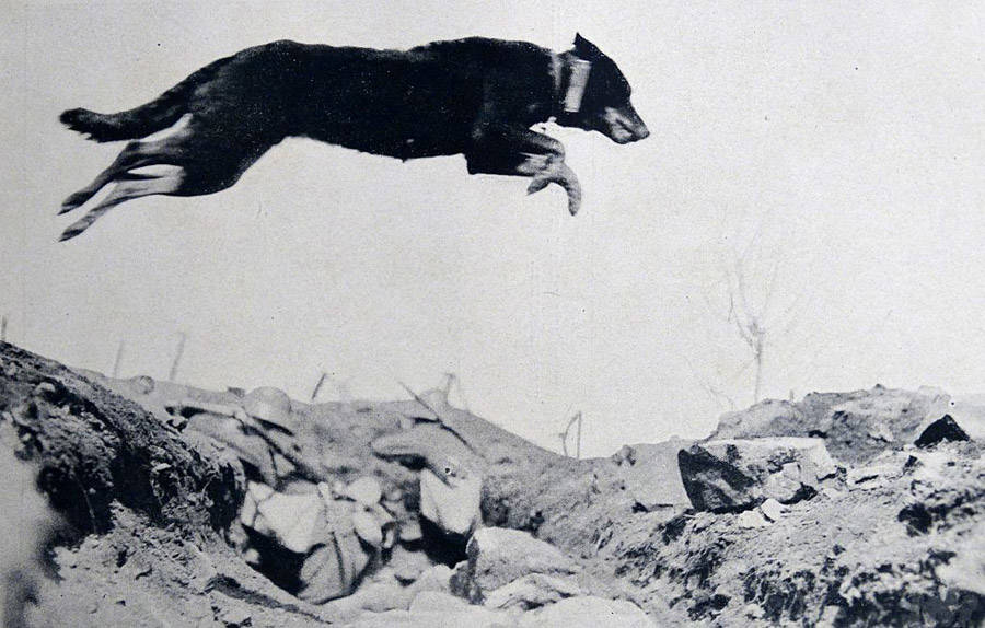 Trench Dog