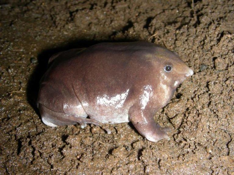 Bhupathys Purple Frog
