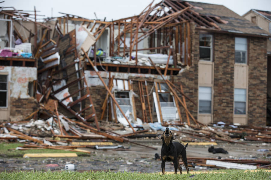 Dog Destruction