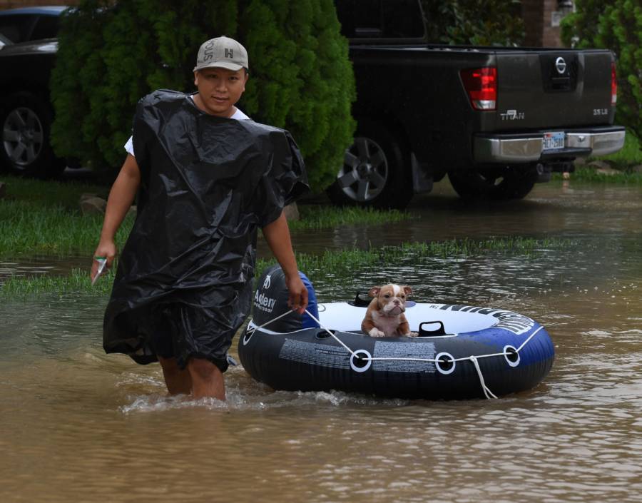 Innertube Dog