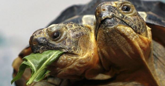Og Tortoise Eating