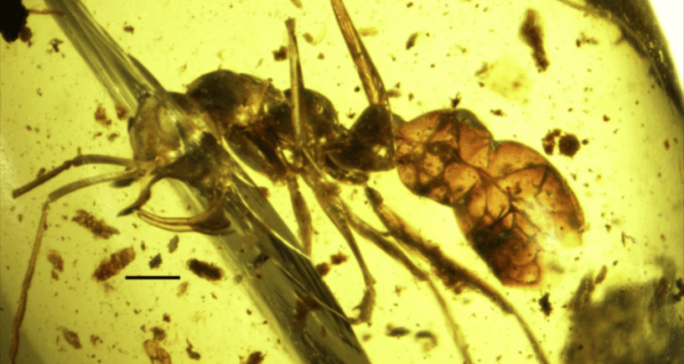 Ant Whole Body