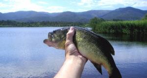 Bass Black