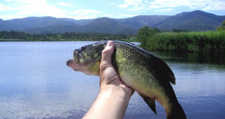Bass Black