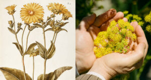 Silphium