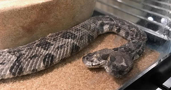 Two Headed Rattlesnake