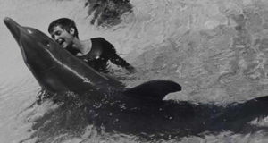 Lovatt Dolphin