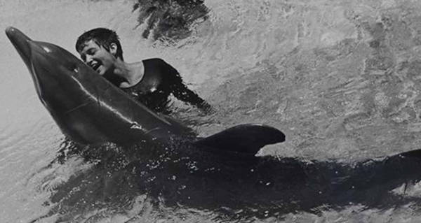 Lovatt Dolphin