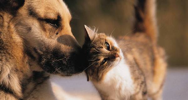 Cats V Dogs
