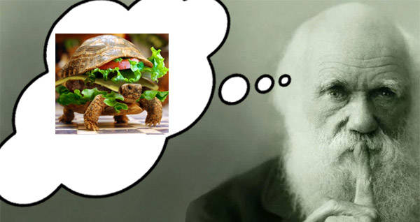 Darwin Turtle