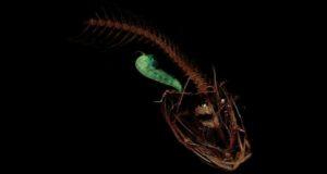 Snailfish Og