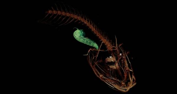 Snailfish Og