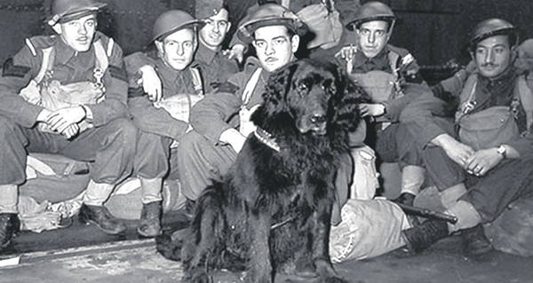 Gander Dog Wwii