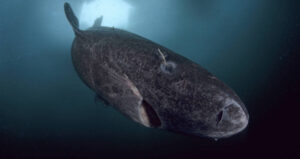 Shark With Eye Parasite