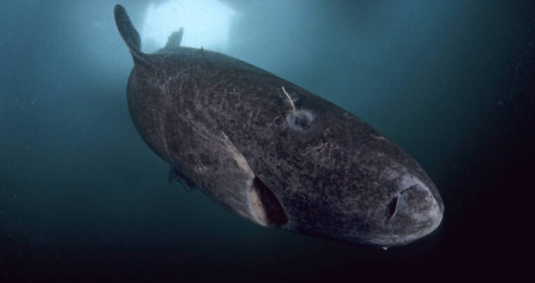 Shark With Eye Parasite