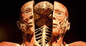 Bodies Brain Og