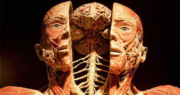 Bodies Brain Og