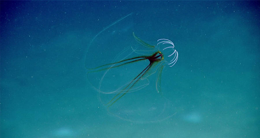 Comb Jellyfish