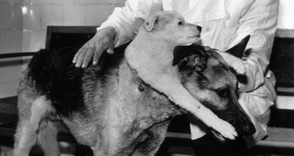 Dog With Two Heads