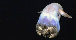 Dumbo Octopus Og
