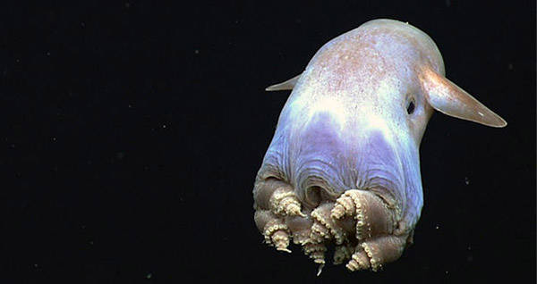 Dumbo Octopus Og