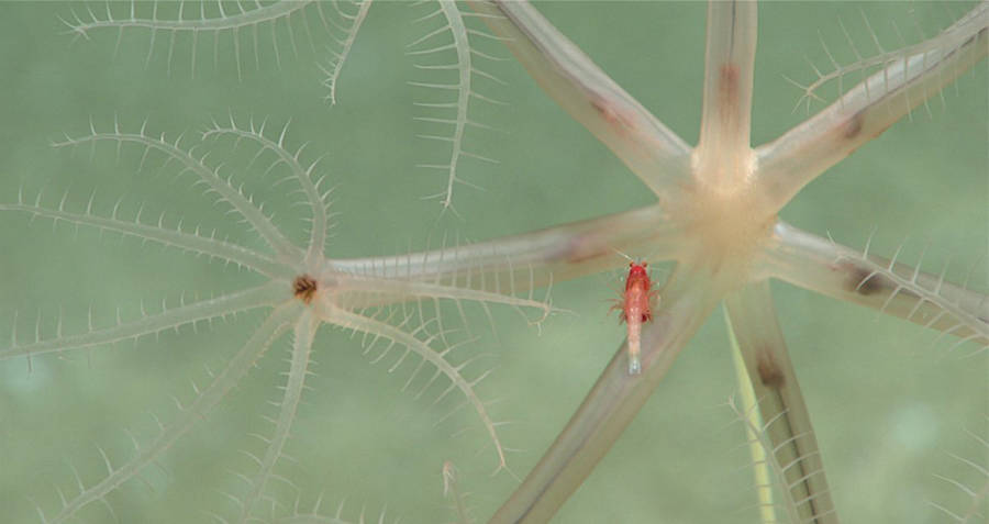 Mysid shrimp hangs on a umbellula sea pen