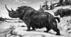 Wooly Rhinoceros Drawing